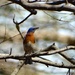 Eastern Bluebird by khawbecker