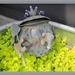 Froggy Gardening by allie912