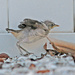 Baby Mockingbird by hondo