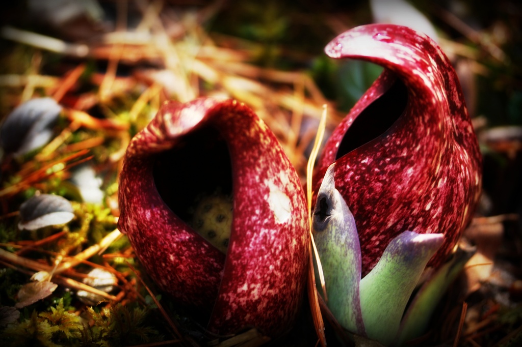 Skunk Cabbage by mzzhope