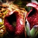 Skunk Cabbage by mzzhope