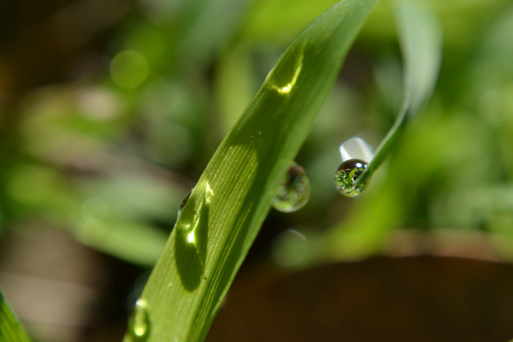 Reflective dew drop by dianeburns