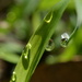 Reflective dew drop by dianeburns