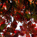 Appreciating autumn by flyrobin
