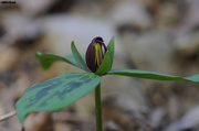 12th Apr 2014 - Prairie Trillium
