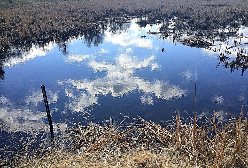 Reflections on a Wetland! by homeschoolmom