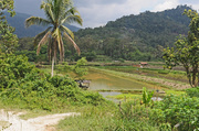 3rd Apr 2014 - Fresh Water fish ponds-ulu Legong
