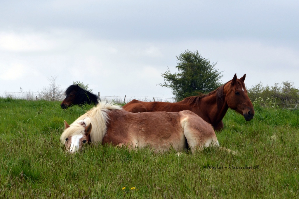 Flicka, Lady, Nana are napping by parisouailleurs