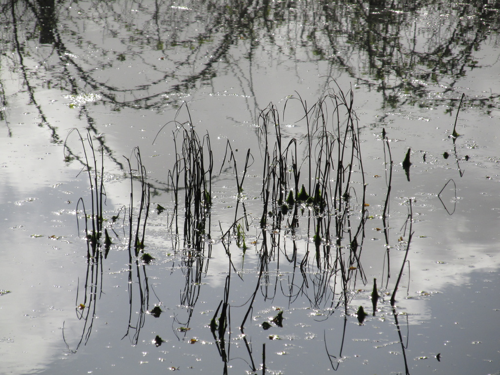 Pond Reflections by motherjane