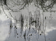 15th Apr 2014 - Pond Reflections
