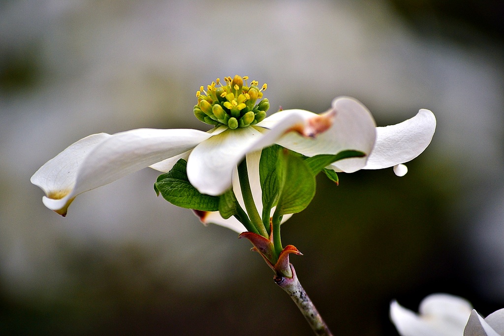 Dogwood Blossom, six days later by soboy5