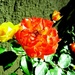 Kad cvatu ruže... by vesna0210