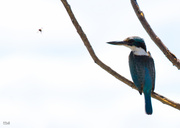 14th Apr 2014 - Kingfisher and Wasp