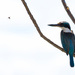 Kingfisher and Wasp by bella_ss