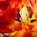 Parrot Tulip by tosee
