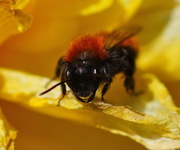 14th Apr 2014 - IT BEE MONDAY TOO