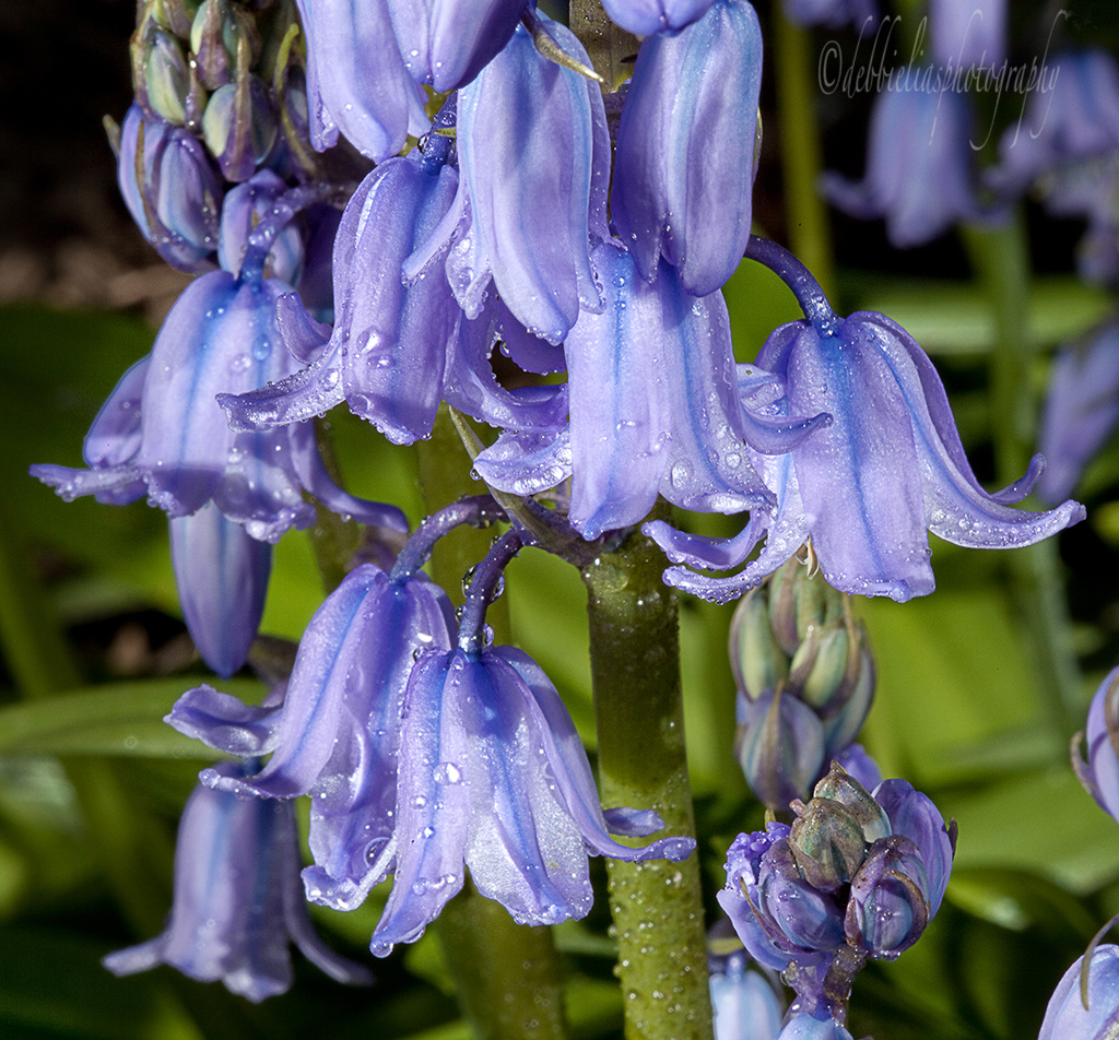 13.4.14 Another Day Another Bluebell by stoat