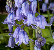 13th Apr 2014 - 13.4.14 Another Day Another Bluebell