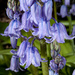 13.4.14 Another Day Another Bluebell
