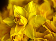 14th Apr 2014 - 14th April 2014 - Yellow 