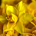 14th April 2014 - Yellow  by pamknowler