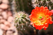 14th Apr 2014 - Cactus Flower