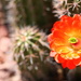 Cactus Flower by kerristephens