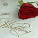 Anniversary rose by angelar