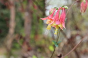 14th Apr 2014 - Columbine