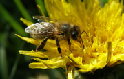 13th Apr 2014 - Bee