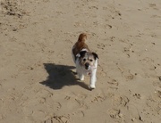 14th Apr 2014 - Otto on the beach