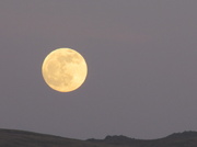12th Feb 2014 - Well, It's A Marvellous Night For A Moondance ....