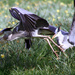 Heron feeding time. by callymazoo