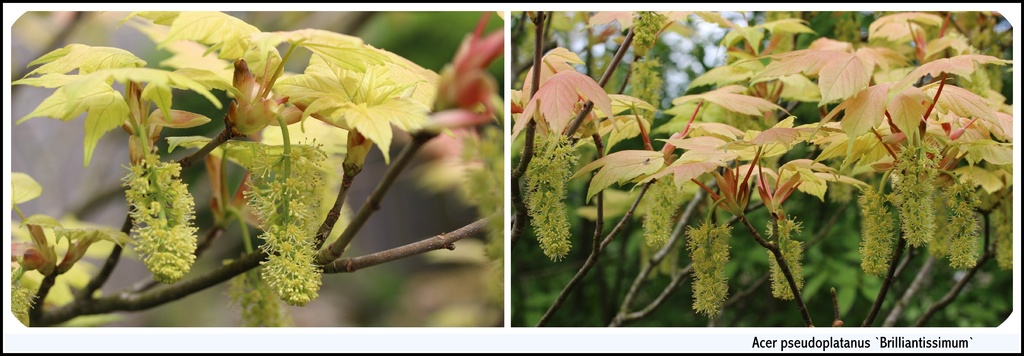 An other Acer ( Maple) blooming by pyrrhula