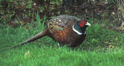 14th Apr 2014 - Pheasant