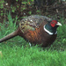 Pheasant by gladogfrisk