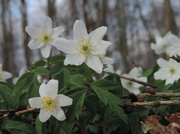 13th Apr 2014 - Windflower