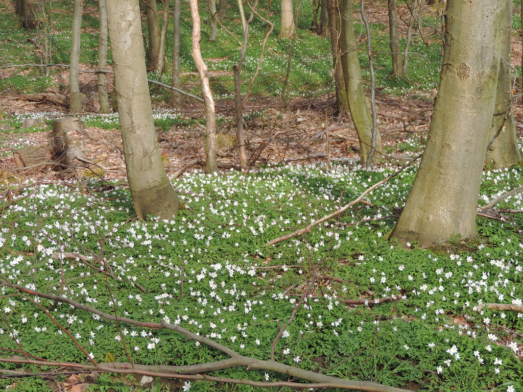 Forest floor by gladogfrisk