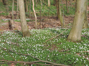 12th Apr 2014 - Forest floor