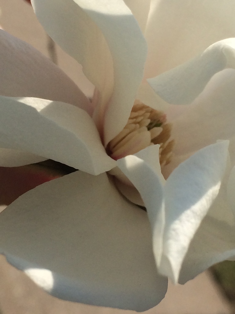 White flower, closer up by pfaith7