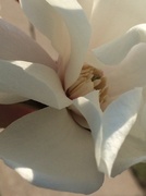 14th Apr 2014 - White flower, closer up