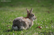 14th Apr 2014 - Cottontail