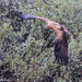 Hawk in flight by flyrobin