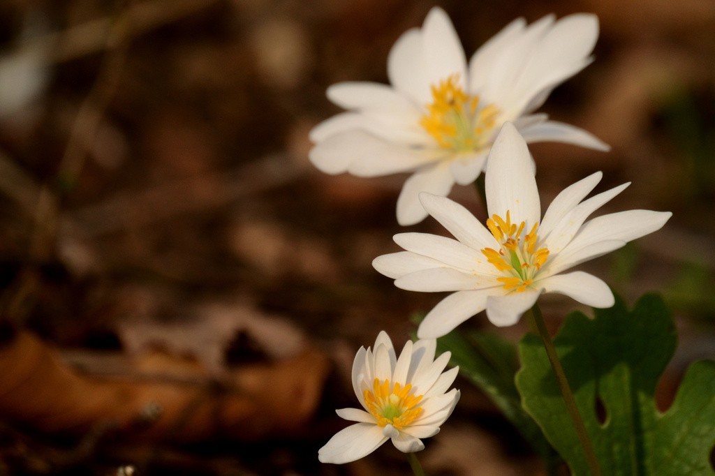 more bloodroot by francoise