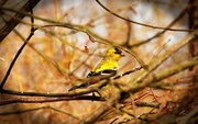14th Apr 2014 -  Molting Goldfinch 