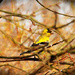  Molting Goldfinch  by mzzhope