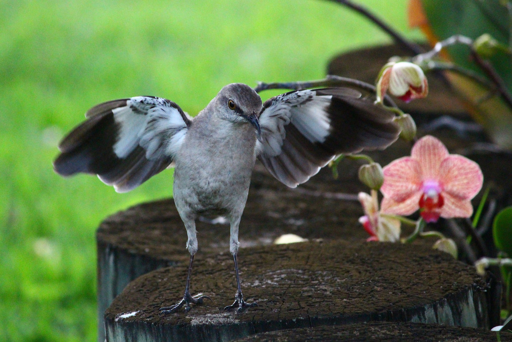 Mocking Mockingbird by hondo