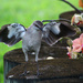 Mocking Mockingbird by hondo
