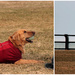 three-legged dog by summerfield