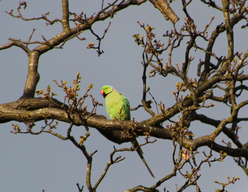 Green Parakeet by oldjosh